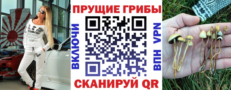 где найти наркотики  Сретенск  Псилоцибиновые грибы Psilocybine cubensis 